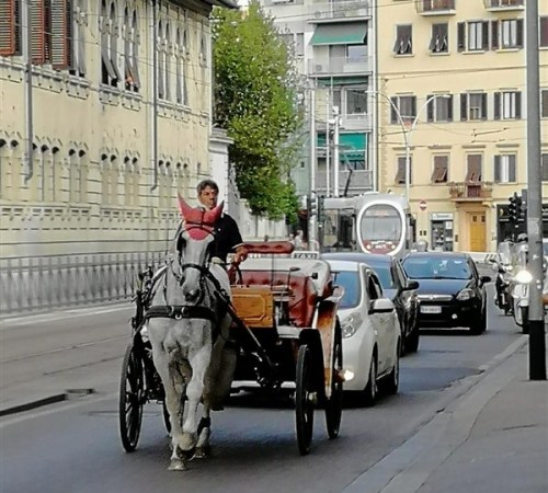 Firenze-Edelweiss-in-arrivo...