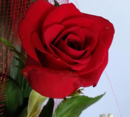 La-magia-dei-fiori...