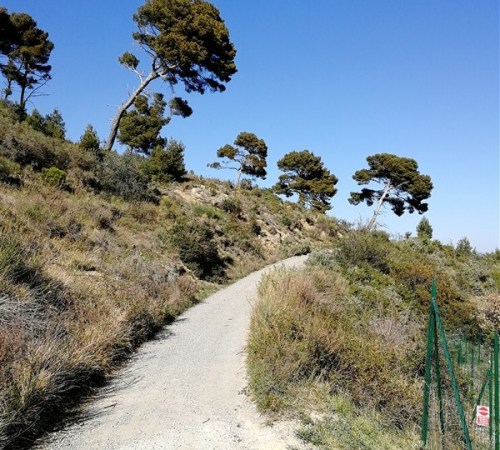 Sopra-Cipressa...